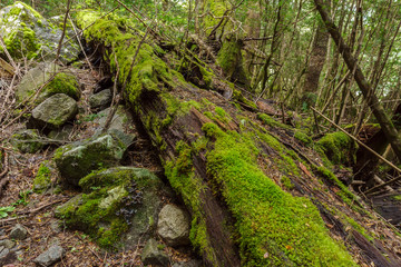 Fototapeta na wymiar Mossy tree trunk, Nahuel Huapi National Park, Patagonia, Argentina