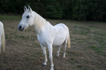 Obraz na płótnie Canvas white horse on meadow