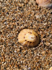 coquillage sur le sable