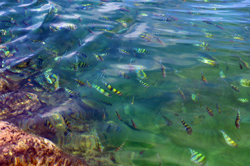 Above transparent clear blue rippling sea surface with coral reef below on a summer day. School of exotic tropical sergeant major or pintano fish underwater. Natural ocean water texture background.