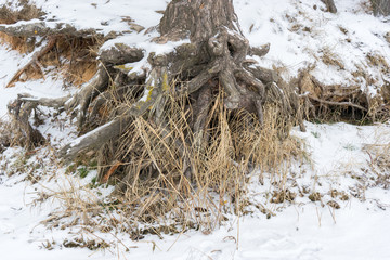 Pine trees with gnarled roots growing on the slope exposed to soil erosion. Ecological problems