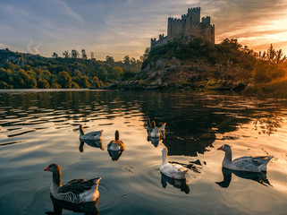 Geese on the background castle of Almourol, an iconic Knights Templar fortress built on a rocky...