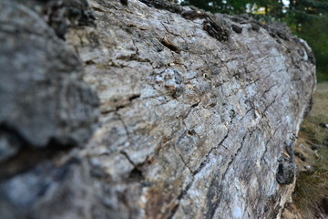 arbre couché avec écorce