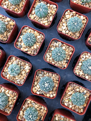astrophytum asterias cactus background