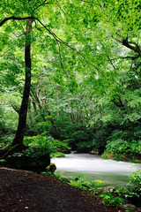 奥入瀬渓流（青森県・十和田市）