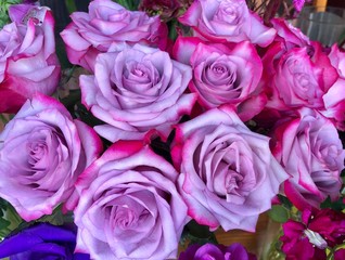 Close up of purple pink rose buds bouquet
