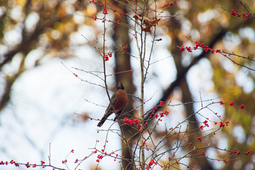 Robin eating red berries on a tree in the woods in Autumn