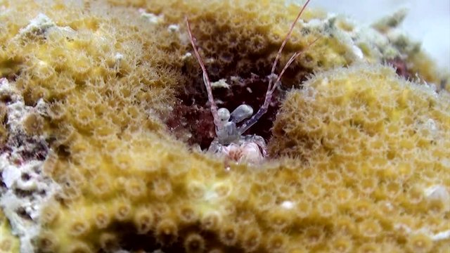Mantis shrimp in a coral on Koh Tao
Filmed with Canon HF G25 in Gates Underwater housing with wide angle port
1080 HD
