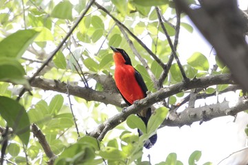 Yellow crowned Gonolek (Laniarius barbarus) in a forest tree