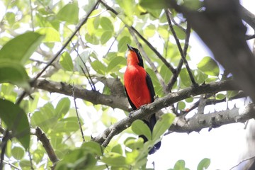 Yellow crowned Gonolek (Laniarius barbarus) in a forest tree