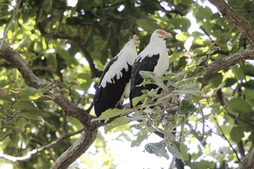 Pair of palm-nut vulture‘s (Gypohierax angolensis) in a tree