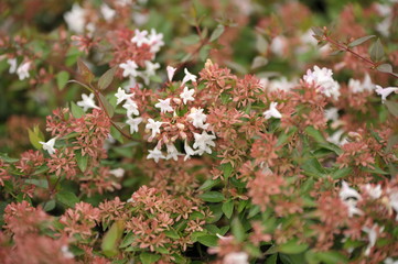 Abelia grandiflora