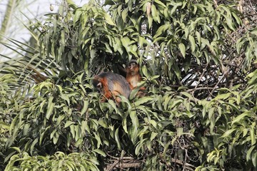 Western red colobus (Procolobus badius) monkey in a forest tree.