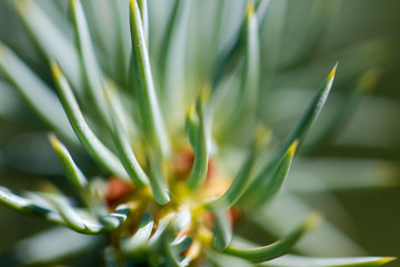 Fototapeta premium Fir tree needles.