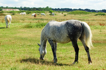 cheval gris en train de brouter de l'herbe