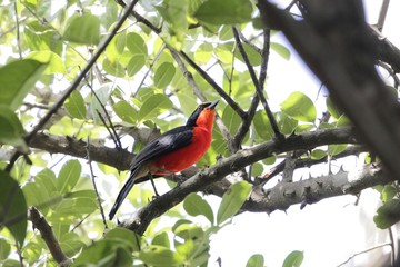 Yellow crowned Gonolek (Laniarius barbarus) in a forest tree
