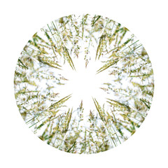 flowering grass in the circle in detail - allergens