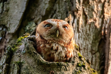 EASTERN SCREECH OWL,Red Phase