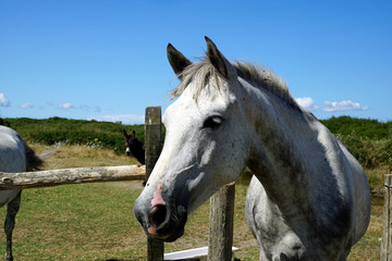 Obraz premium biały koń z szarą grzywą