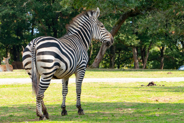 african plains zebra on the dry brown savannah grasslands browsing and grazing. focus is on the zebra with the background blurred, the animal is vigilant while it feeds