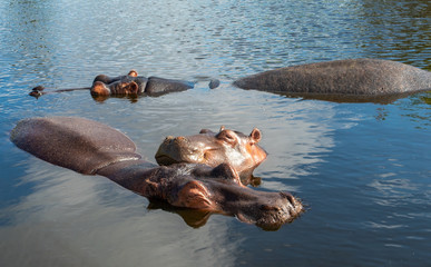 A group of common hippopotamus (Hippopotamus amphibius), or hippo, in the South Luangwa river, South Luangwa, Zambia, Africa