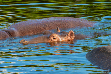 Fototapeta premium A group of common hippopotamus (Hippopotamus amphibius), or hippo, in the South Luangwa river, South Luangwa, Zambia, Africa