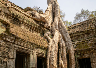 The temple is partially recovered from the jungle. Many ruins have been reconstructed some remain a jumble of stone with trees growing through the site