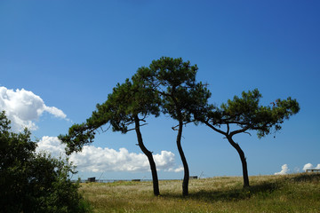 arbres au milieu d'un pré