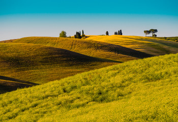Charming tuscan landscape with multicolored rolling hills and cypress tree in background   © SimoneGilioli