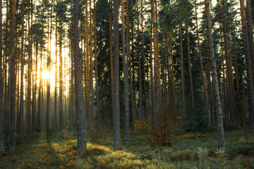 Scandinavian dark woods with a sunset in the background