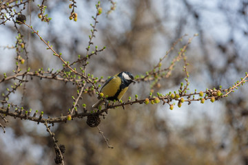 tit sits on a flowering branch