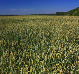 Field of green wheat ears