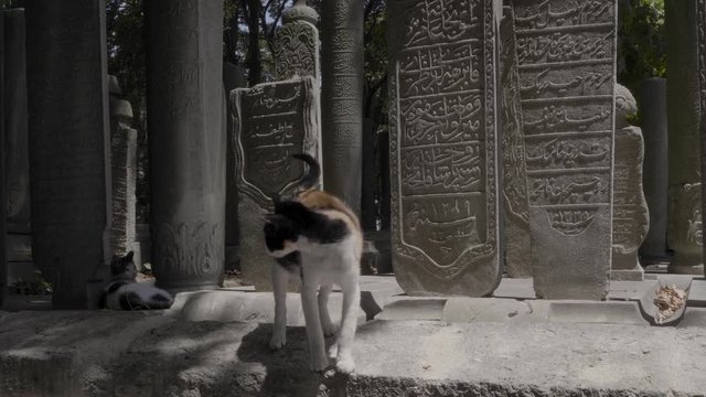A cat stands on an arabic graveyard wall, turkish gravestones and cat, stray cat, Istanbul, eyup sultan mosque
