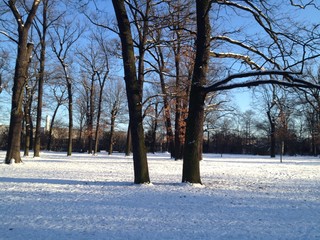 Beautiful Winter Scenery in Berlin Park Hasenheide with Snow Covered Ground, Trees, Blue Sky and Sun Light