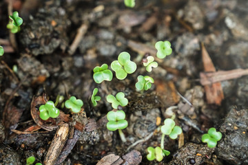 Growing vegetable plant seed in pot