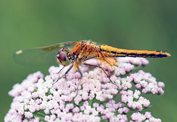 Dragonfly