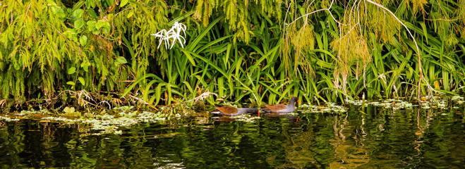 Panoramic Gallinules in a Florida Swamp