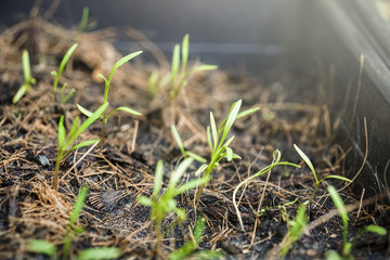 Growing vegetable plant seed in pot