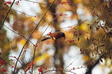 Robin eating red berries on a tree in the woods in Autumn