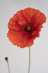 Beautiful red poppy on white background