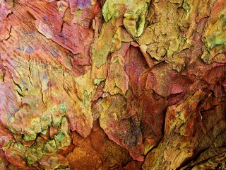 Colorful bark of a conifer tree