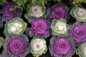 CAVOLO ORNAMENTALE COLORATO DA GIARDINO