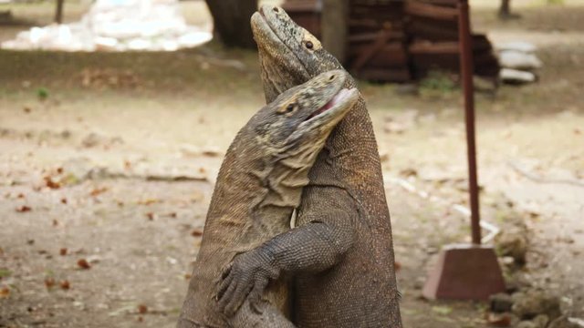 4K SLOW MOTION Of Two Large Komodo Dragons Engaging A Fight With One Winning.