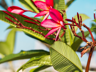 Luntom, Plumeria Flower