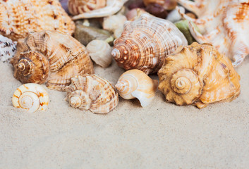 beach summer background – seashells and sea stars on the sand, copy space for text