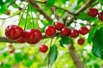 Fresh and shiny red cherries hanging on the tree on a warm summer day