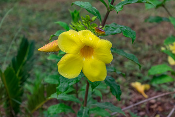 yellow allamanda flower with water drops with leaves looking awesome after rain fall in  rainy day .