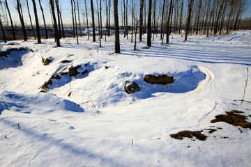 Forest land in the snow