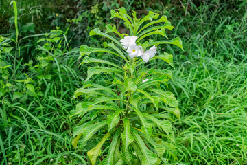 close view of a White Plumeria or frangipani flower tree in rainy day with water droplets flower & leaves with greenery grass background  in a row looking awesome in an indian garden.