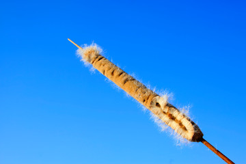 Rushes seeds in the blue sky